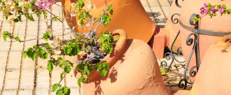 Piante da esterno per l&rsquo;inverno: come scegliere e proteggere i vasi