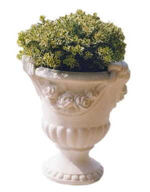Vaso Rose