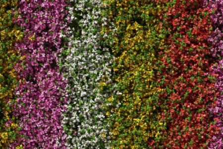 Realizza il tuo giardino verticale