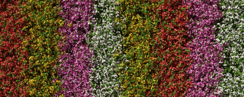Realizza il tuo giardino verticale
