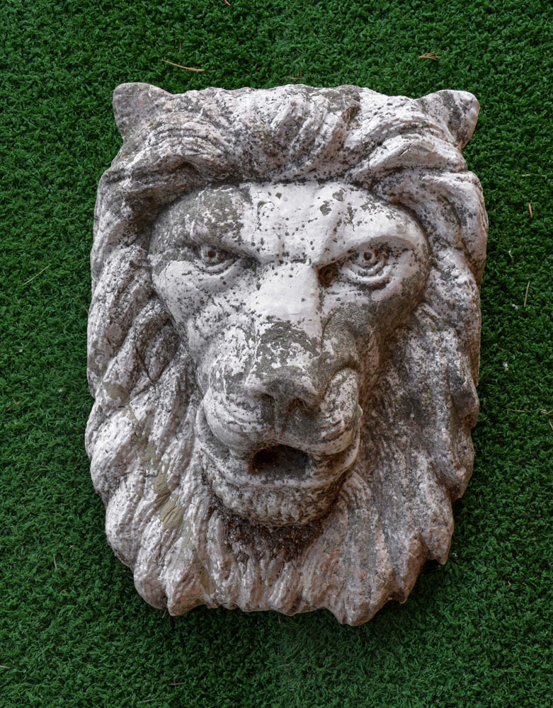 Leone Della Foresta - immagine 2