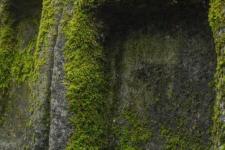 Vasche in sasso: perché inserirle nel tuo giardino e come scegliere quella giusta