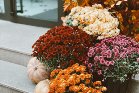 Piante e vasi per l’autunno: guida completa per arredare giardino e terrazzo