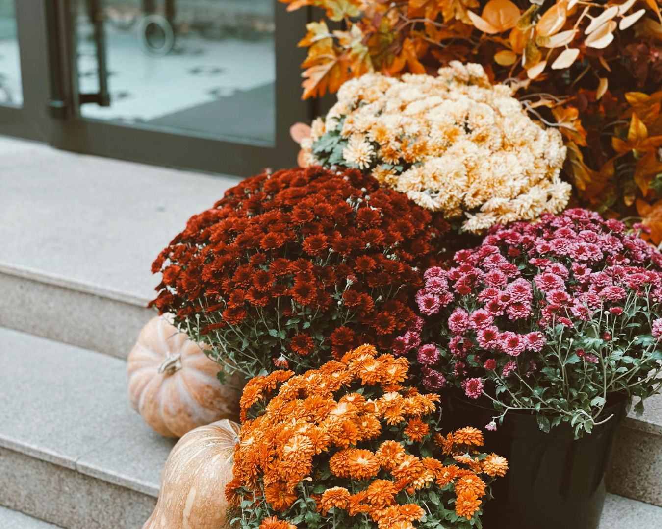 Piante e vasi per l’autunno: guida completa per arredare giardino e terrazzo